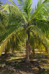 Kokospalmen in Sri Lanka