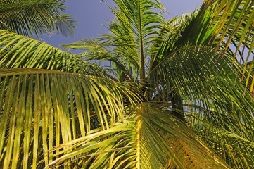 Kokospalmen in Sri Lanka