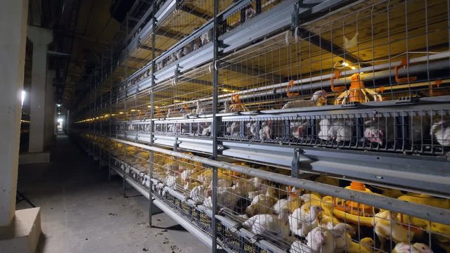 A view on battery cages with broilers from the maintenance corridor. 