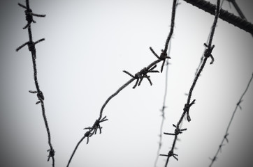 Fototapeta na wymiar Barbed wire is a symbol of unfreedom, deprivation and concentration camps.