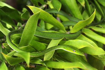 Baumschnueffler (Ahaetulla nasuta) - Green vine snake / Sri Lanka 
