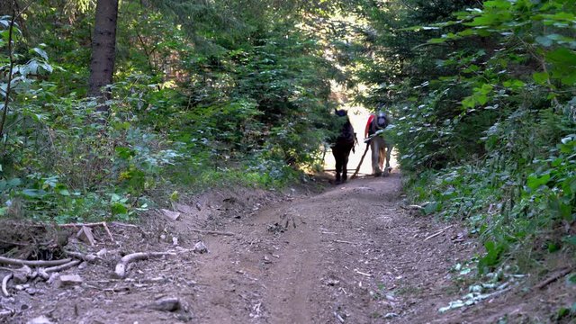 Lumberjack leading horses to work in forest - (4K)