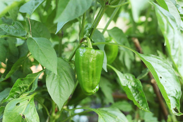Green pepper growing