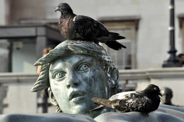 A pigeon gets a haughty look from a sculpture in Trafalgar Square, London, England. - obrazy, fototapety, plakaty
