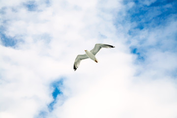 Fototapeta premium seagull soaring in blue sky with white clouds
