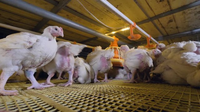 A low angle view on the broilers inside the cage. 