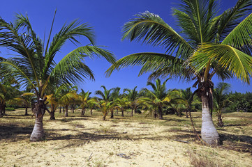 Kokospalmen in Sri Lanka