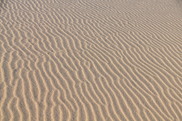 Wind ripples in the sand 