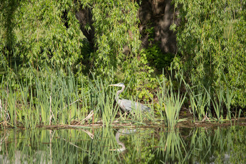 Great Blue Heron with reflection