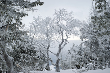 A beautiful winter landscape with frosted snowy trees on a mountainside overlooking the valley