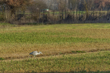 Obraz na płótnie Canvas Gray heron hunting for prey in a field