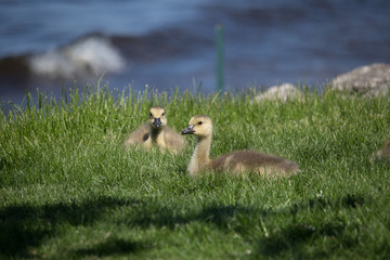 Goslings 