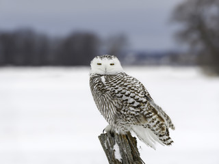 Fototapeta premium Snowy Owl Female Sitting on Post