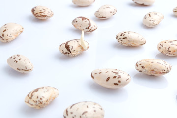 Big light brown bean grain, bean pod, a lot of beans texture pattern background for web design and sale. time to plant or cooking. on white background with space for text