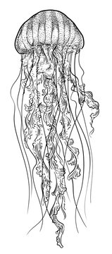 Orange jellyfish illustration, drawing, engraving, ink, line art, vector