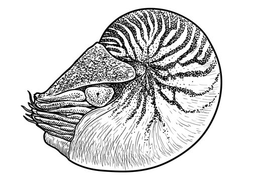 Nautilus shell illustration, drawing, engraving, ink, line art, vector