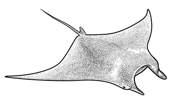 Manta ray illustration, drawing, engraving, ink, line art, vector