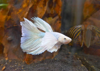 CrownTail Fight Fish, Kronenschwanz-Kampffisch,
ein schöner Süßwasser-Aquariumfisch


