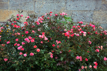 Pink roses flower bush with buds, green leaves, close up, stone background.