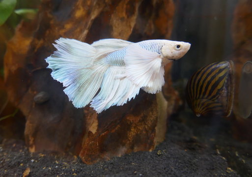 CrownTail Fight Fish, Kronenschwanz-Kampffisch,
ein sch&ouml;ner S&uuml;&szlig;wasser-Aquariumfisch


