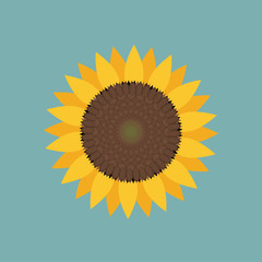 Sunflower blossom isolated on blue background. Flat vector icon for flower apps and websites.
