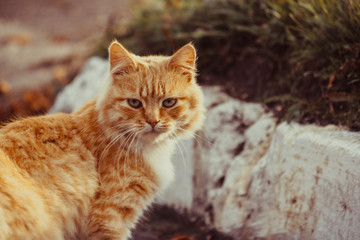 Fototapeta na wymiar Red-headed cat