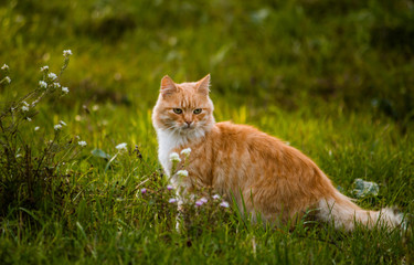 Red-headed cat