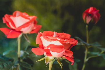 Beautiful gently orange roses in the garden. Romantic