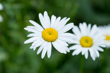 Two white daisy flowers on the background of green grass