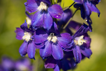 purple delphinium; Perennial flowering plant; Popular ornamental plant in cottage gardens