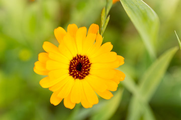  Flower of calendula on blossom. Blurred summer background with growing marigold flowers..Solar flower closeup