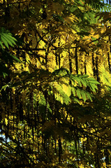 Autumn leaves and trees