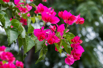 Closeup of bright red bougainvillea flowers.