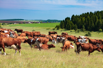 Naklejka na ściany i meble Herd of dairy cows on a pasture