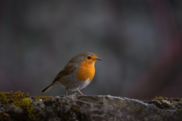 Fototapeta premium Rouge-gorge 