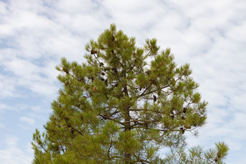 Pine trees top and a cloudy sky