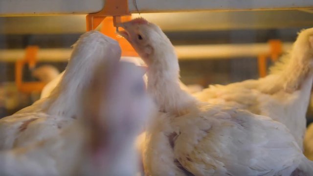 A close-up view on several broilers gathered at a nipple drinker. 