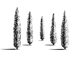 Set of Mediterranian, Italian or Tuscan cypresses illustration. Valley of trees of different sizes. Black sihlouette of coniferous evergreen Pencil pine isolated on white background.