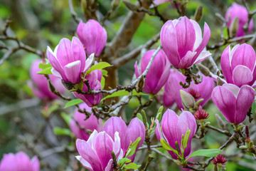 Group of Magnolia flowers, beautiful pink flowers in nature, Thailand.