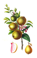 The Botanical theme.