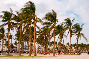 palm trees in miami beach during windy summer afternoon with people playing