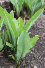 Alant - elecampagne - Inula helenium - Blattaustrieb