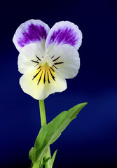 one flower of viola