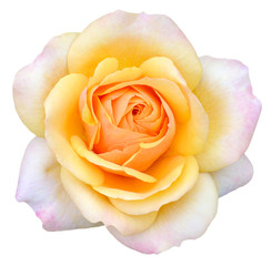 rose light pink insulated 1