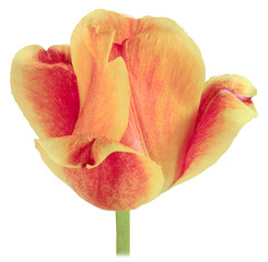 Fototapeta premium single yellow Tulip in front