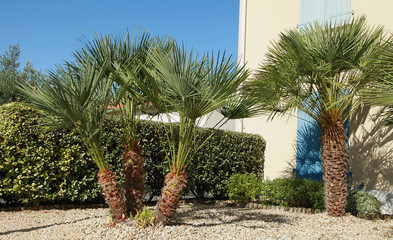 Fototapeta premium Palmiers Chamaerops excelsa