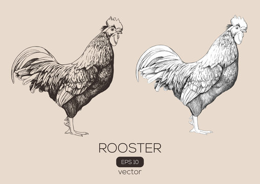 Roosters vector hand-drawn illustration