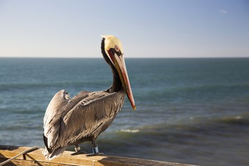 Brown Pelican Large Water Bird with tracking tag on its foot standing on wooden railing on Oceanside Pier with Pacific Ocean coastline in the background north of San Diego California