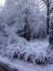 trees covered with snow