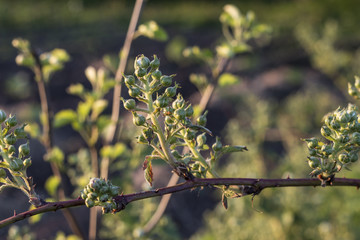 Bush early BlackBerry